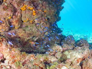 美しいアカハタ、ソラスズメダイ他の群れウミトサカ、イボヤギ他のソフトコーラルが群生する岩礁 
英名学名：Blacktip Grouper, Epinephelus fasciatus
Heavenly Damselfish, Pomacentrus coelestis
Alcyonacea
Orange Cup Coral, Tubastraea foulkneri
南伊豆町中木ヒリゾ浜2024年