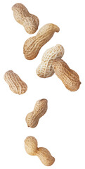 isolated falling peanuts. Flying raw shelled peanuts isolated on white background
