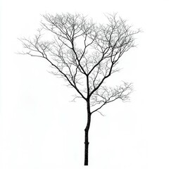 Obraz premium Stark Winter Tree Silhouette: A Monochrome Nature Photograph