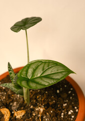 Small exotic plant in a pot with a white background. Alocasia. Home decorative plant