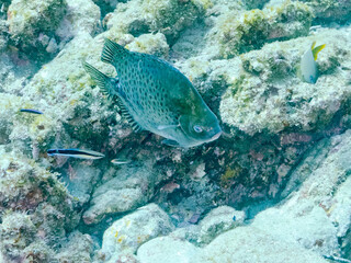 クロホシマンジュウダイ（マンジュウダイ科）他。
ホンソメワケベラ（ベラ科）のクリーニングを受けている。
英名学名：
Spotted scat, Scatophagus argus
Cleaner Wrasse (Labroides dimidiatus)
静岡県伊豆半島賀茂郡南伊豆町中木ヒリゾ浜2024年
