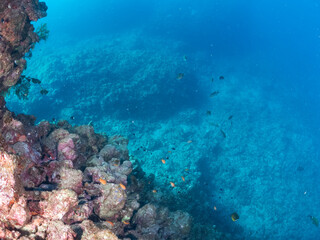 ウミトサカとキンギョハナダイ、ソラスズメダイ、キホシスズメダイ他群れ
英名学名：Sea Goldie, Pseudanthias squamipinnis
Northern yellow-spotted chromis, Chromis yamakawai
Heavenly Damselfish, Pomacentrus coelestis
Alcyonacea
伊豆半島賀茂郡南伊豆町中木ヒリゾ浜
