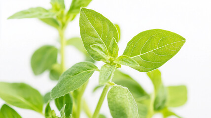 Obraz premium Basil close-up, isolated on a white background