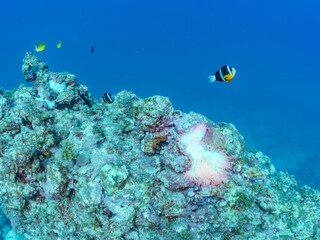 高海水温が続いているのでサンゴの白化現象が起きている。
美しいイソギンチャク畑の可愛いクマノミ（クマノミ亜科）ペア、ミツボシクロスズメダイ（スズメダイ科）他の群れ。
英名学名：
Yellowtail clownfish (Amphiprion clarkii)
Threespot dascyllus (Dascyllus trimaculatus) 
南伊豆町中木ヒリゾ浜2024年
