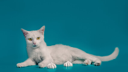 white contented cat lies on a turquoise background next to meringues