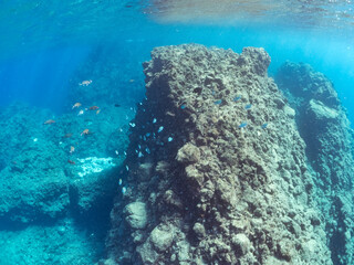 美しいオヤビッチャ（スズメダイ科）、ホウライヒメジ（ヒメジ科）他の群れ。
英名学名：Sergeant Major, Abudefduf vaigiensis, Whitesaddle goatfish, Parupeneus ciliatus
静岡県伊豆半島賀茂郡南伊豆町中木ヒリゾ浜2024年
