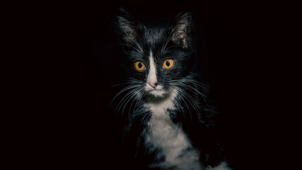 portrait of a black and white cat with yellow eyes on a dark background close up