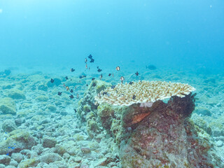 サンゴの白化現象
テーブルサンゴのフタスジリュウキュウスズメダイ、ミツボシクロスズメダイ、ヤリカタギ幼魚他
英名学名：Reticulated Dascyllus,Dascyllus reticulatus
Chevron Butterflyfish,Chaetodon trifascialis
Threespot dascyllus,Dascyllus trimaculatus
ヒリゾ浜2024
