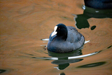 Nahaufnahme eines Blässhuhns auf dem Wasser im Winter