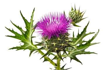 thistle flower isolated on transparent background