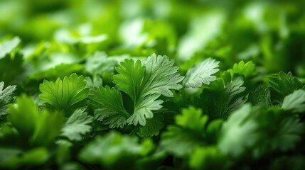 Fresh cilantro leaves arranged closely, showcasing their vibrant green color and texture.