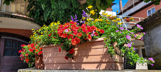 Floral exterior design. Beautiful composition of red, yellow and lilac flowers in one brown pot in sunny day.
