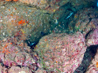 水中洞窟にいる、美しいツノダシ（ツノダシ科）イシガキフグ（ハリセンボン科）ミナミハタンポ（ハタンポ科）他
英名学名：
Moorish Idol, Zanclus cornutus
Pacific Burrfish, Chilomycterus reticulatus
Black-Stripe Sweeper,Pempheris schwenkii
ヒリゾ浜2024