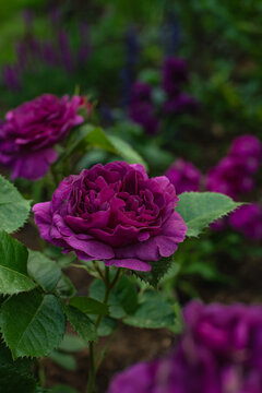 Beautiful Lens roses Minerva in the garden