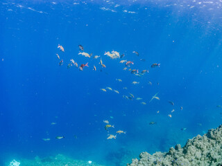 美しいアカヒメジ、ホウライヒメジ（ヒメジ科）他の群れ。
英名学名：Yellowfin goatfish (Mulloidichthys vanicolensis)
Whitesaddle goatfish, Parupeneus ciliatus
静岡県伊豆半島賀茂郡南伊豆町中木ヒリゾ浜2024年
