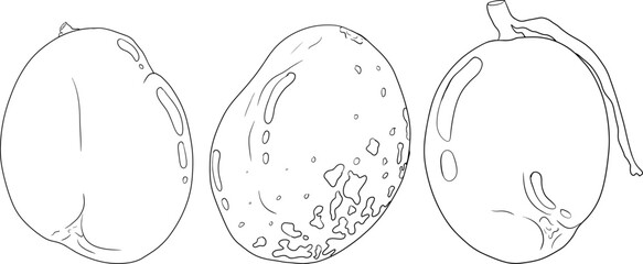 Hand drawn line mango. Tropical fruit vector illustration. Botanical vintage coloring pages