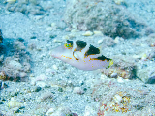 美しいハナキンチャクフグ（フグ科）他。
英名学名：Crown Toby (Canthigaster axiologus)
静岡県伊豆半島賀茂郡南伊豆町中木ヒリゾ浜2024年
