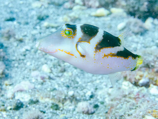 美しいハナキンチャクフグ（フグ科）他。
英名学名：Crown Toby (Canthigaster...