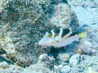 美しいハナキンチャクフグ（フグ科）他。
英名学名：Crown Toby (Canthigaster...