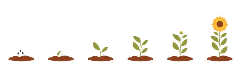 Stages of plant growth. Sunflower growth