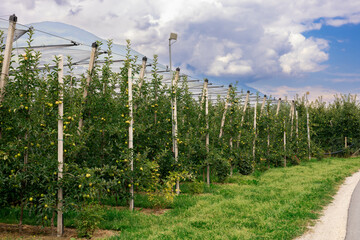 Industrial apple orchards with neatly arranged trees, showcasing large-scale fruit production