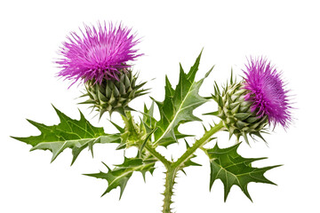 thistle flower isolated on transparent background