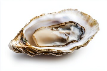 one oyster isolated white background
