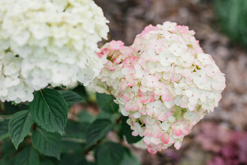 White pink paniculate hydrangea flower Framboisine in the garden