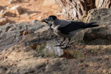 Crow on the rock