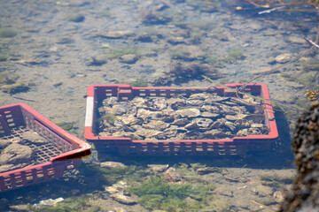 Ensemble d'huîtres dans des caisses rouge immergées dans l'eau. Les caisses sont posées dans des...