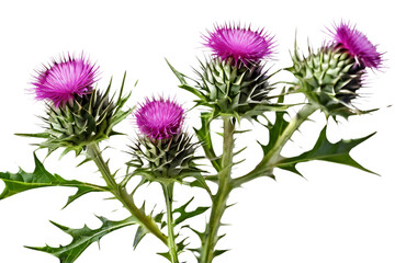 thistle flower isolated on transparent background