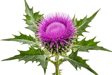 thistle flower isolated on transparent background