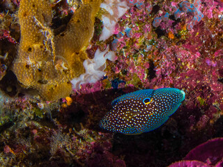 Submarine Diving - Underwater Photography
