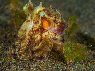 Submarine Diving - Underwater Photography
