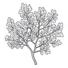 Obraz premium Line art oak branch illustration, white background, botanical design, educational use