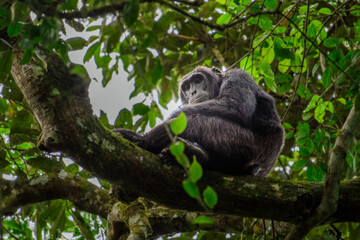 Pan-hooting chimpanzee (Pan troglodytes) in natural habitat