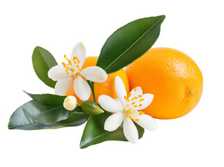 Neroli flower isolated