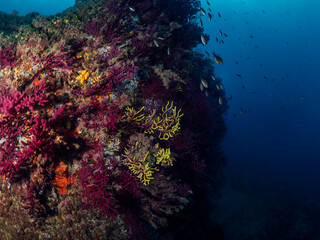 Fototapeta premium abundance of wild fish swimming together underwater near rough rocky reef covered with colorful coral in deep clear blue sea, concept of seascape and underwater wildlife
