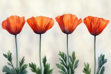 Fototapeta premium Four vibrant orange poppy flowers with green leaves against a soft background.