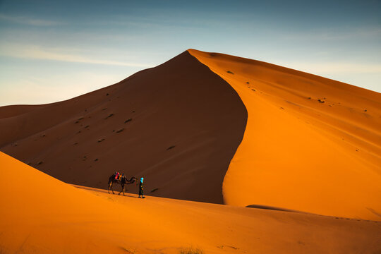 Berber man with camel walking near high and dune in the Sahara desert, Morocco