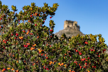 plant full of strawberry trees (Arbutus unedo) on the Supramonte. Ogliastra, Sardinia, Italy