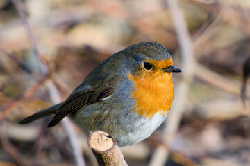 European robin perching on a small snag close-up