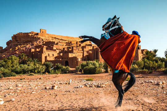 Rearing horse at Ait Benhaddou old town in the desert of Morocco