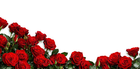 red roses border
