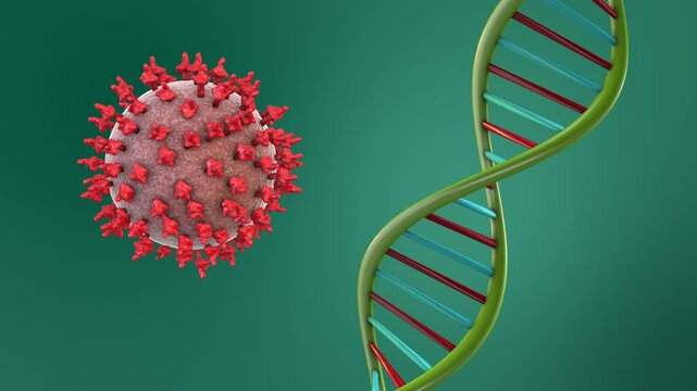 DNA structure and HMPV viral cells