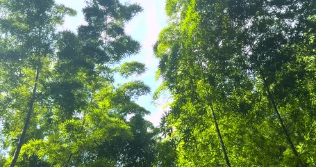 Hangzhou City, Zhejiang Province - Exploring the bamboo forest scenery at Xianghu Bamboo Village - Powered by Adobe