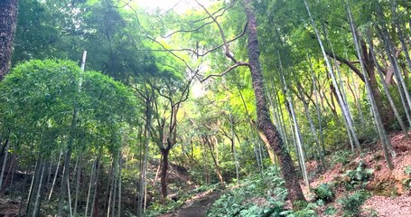 Hangzhou City, Zhejiang Province - Exploring the bamboo forest scenery at Xianghu Bamboo Village - Powered by Adobe