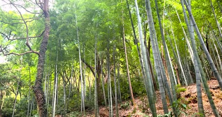 Hangzhou City, Zhejiang Province - Exploring the bamboo forest scenery at Xianghu Bamboo Village - Powered by Adobe