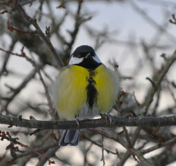 a bird on a branch in winter