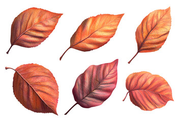 Six Autumn Leaves Isolated On A White Background, PNG Transparent